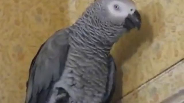 А где кошка? смотреть онлайн