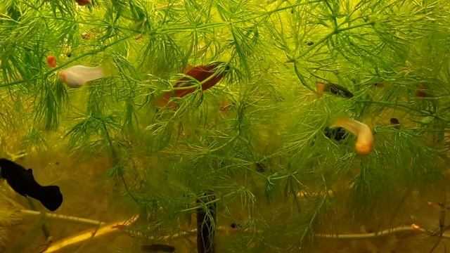 живородка мечи моллинезии и гуппи смотреть онлайн