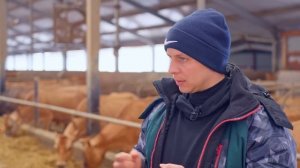 Джерсейская порода коров | Как выбрать и содержать джерси | Купить коров джерси