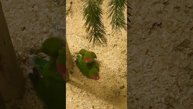 Он старался #shortsvideo #helenlin1 #shorts#смешныевидео #приколы #забавныймомент#неразлучники