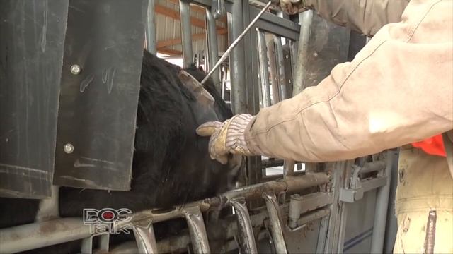 DocTalk - Wheat Pasture and Cattle Production - September 12, 2016 смотреть онлайн