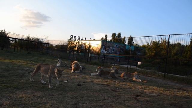 Лейла - ТЕРРОРИСТКА !!! смотреть онлайн