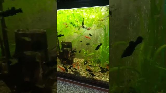 кормление рыбок смотреть онлайн