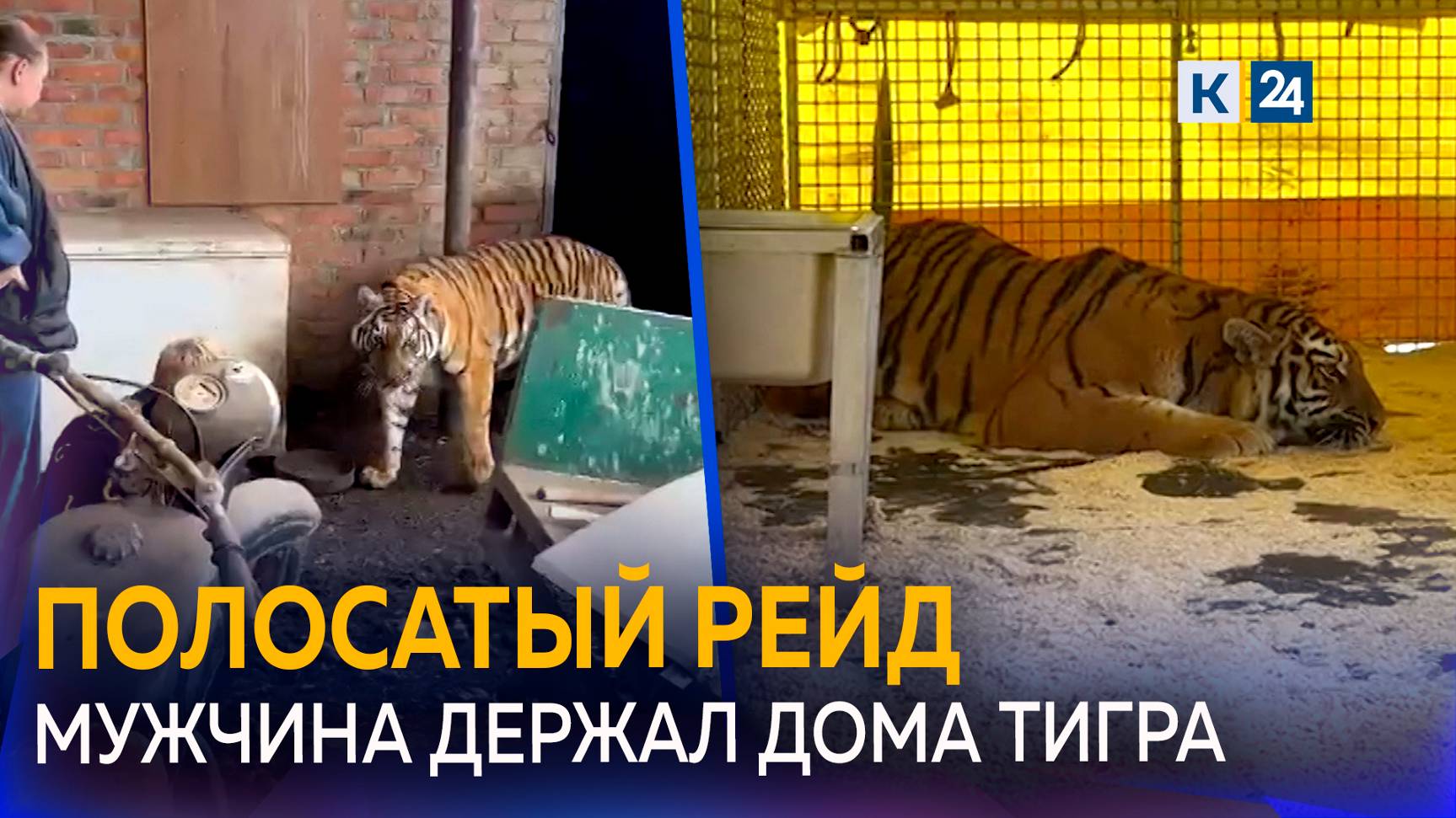 Житель Кубани издевался над тигрицей, которую держал у себя во дворе смотреть онлайн