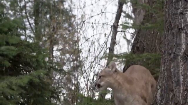 Top 10 Strongest Predators In The Wild Prey VS Predator Animals Real Fights to Death смотреть онлайн