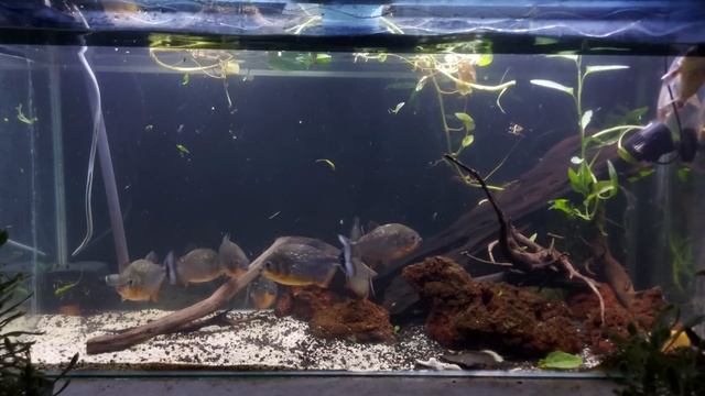 Piranha Feeding Frenzy: Live Feeding of Iridescent Shark Prey with Impressive Attack Strategies смотреть онлайн