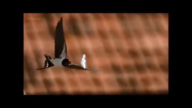 Снежана Србиновска Лазаревска*ЛАСТОВИЦА* видео поезија смотреть онлайн