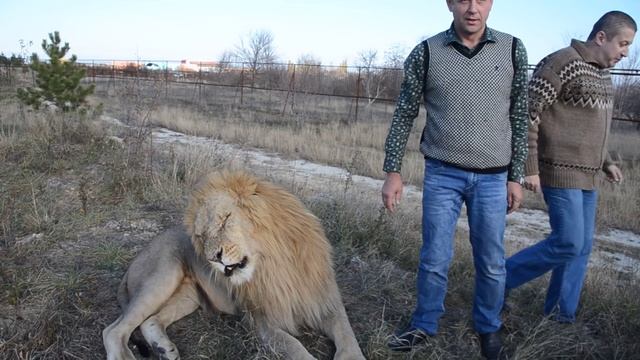 Кто хочет фото со злым львом Чуком ? смотреть онлайн