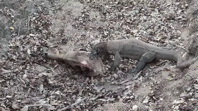 How Komodo Dragons Kill Their Prey смотреть онлайн
