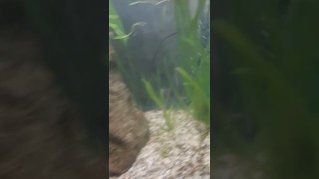 креветки вишня смотреть онлайн