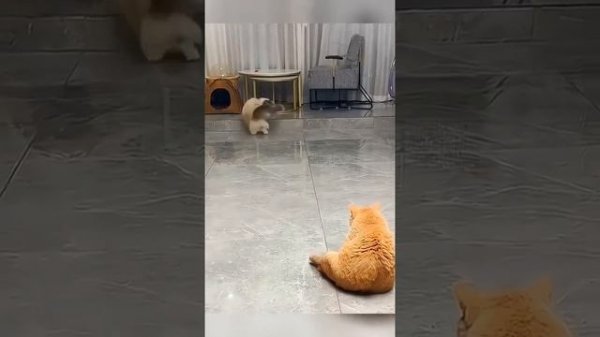 Мы в ВК https://vk.com/life_of_cats