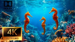 4K Video ULTRA HD 120 FPS - Best of 4K HDR Dolby Vision Подводный мир