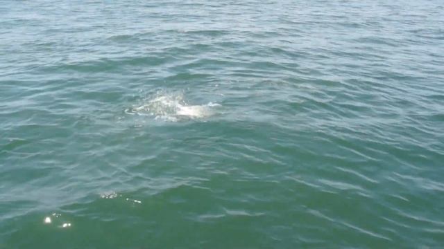 Trabucco TV - Airblade Power Sw смотреть онлайн