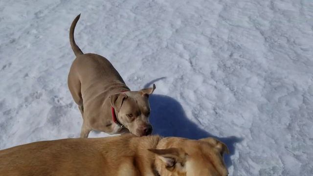 Truckeedog TV episode 60 смотреть онлайн