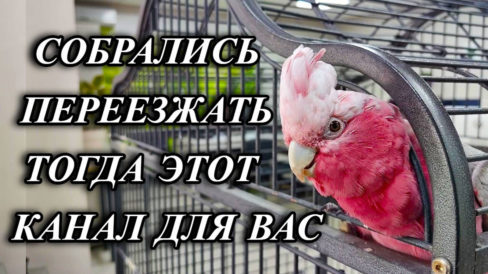 693ч Дом и сад на юге России/Жизнь семьи на Кубани/Переехали с Урала на Кубань смотреть онлайн