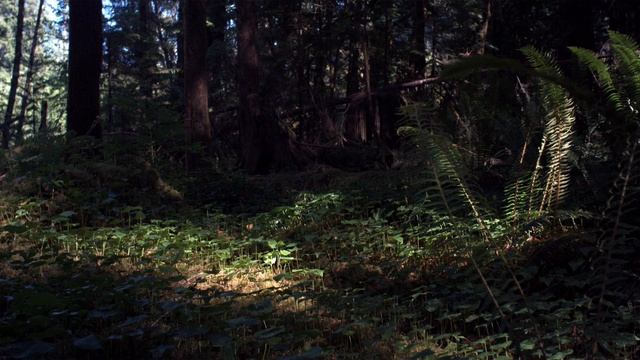 Живая картина - лес HD | 1Dtv смотреть онлайн