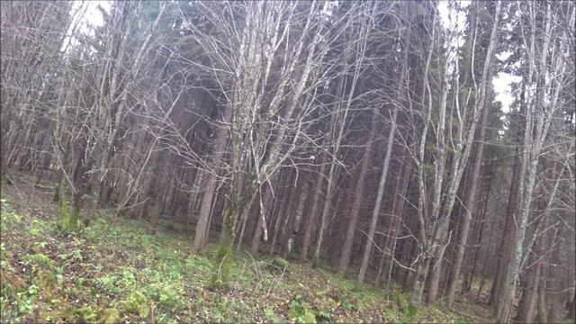 Охота с русскими гончими 30.10.24г. Погода была на стороне зайца)))