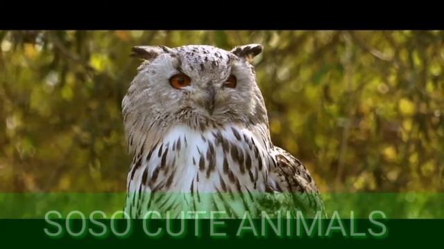 Owls-Owls are birds in the order Strigiformes Prey||SOSO CUTE ANIMALS||6✓ смотреть онлайн