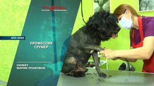 Профессия грумер