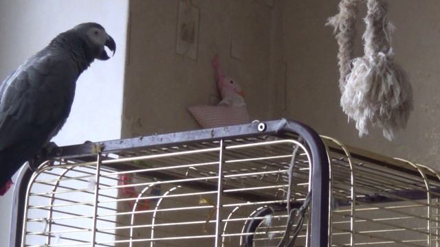ПОПУГАЙ ЖАКО РОМА в 6 Утра Любит Поговорить PARROT JACKO ROMA at 6 in the Morning Likes to Talk смотреть онлайн