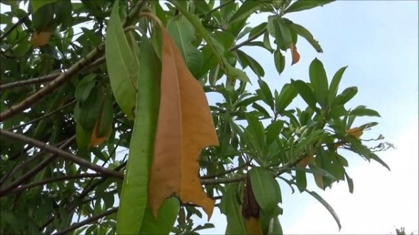 Pong pong (Cerbera odollam) - part 1