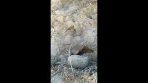 "Председатель" серия 1 версия 2