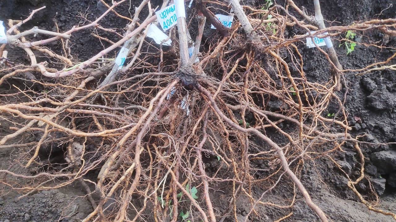 Как хранить саженцы и черенки винограда смотреть онлайн