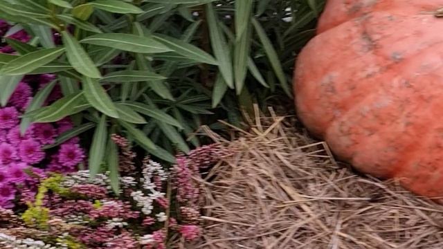 #Фестиваль « #Золотая #осень» на #Тверской #площади в #Москве #Уборка #урожая #завершилась #успешно смотреть онлайн