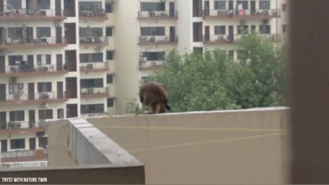 35 Most Epic Bird Battles Recorded On Camera! смотреть онлайн