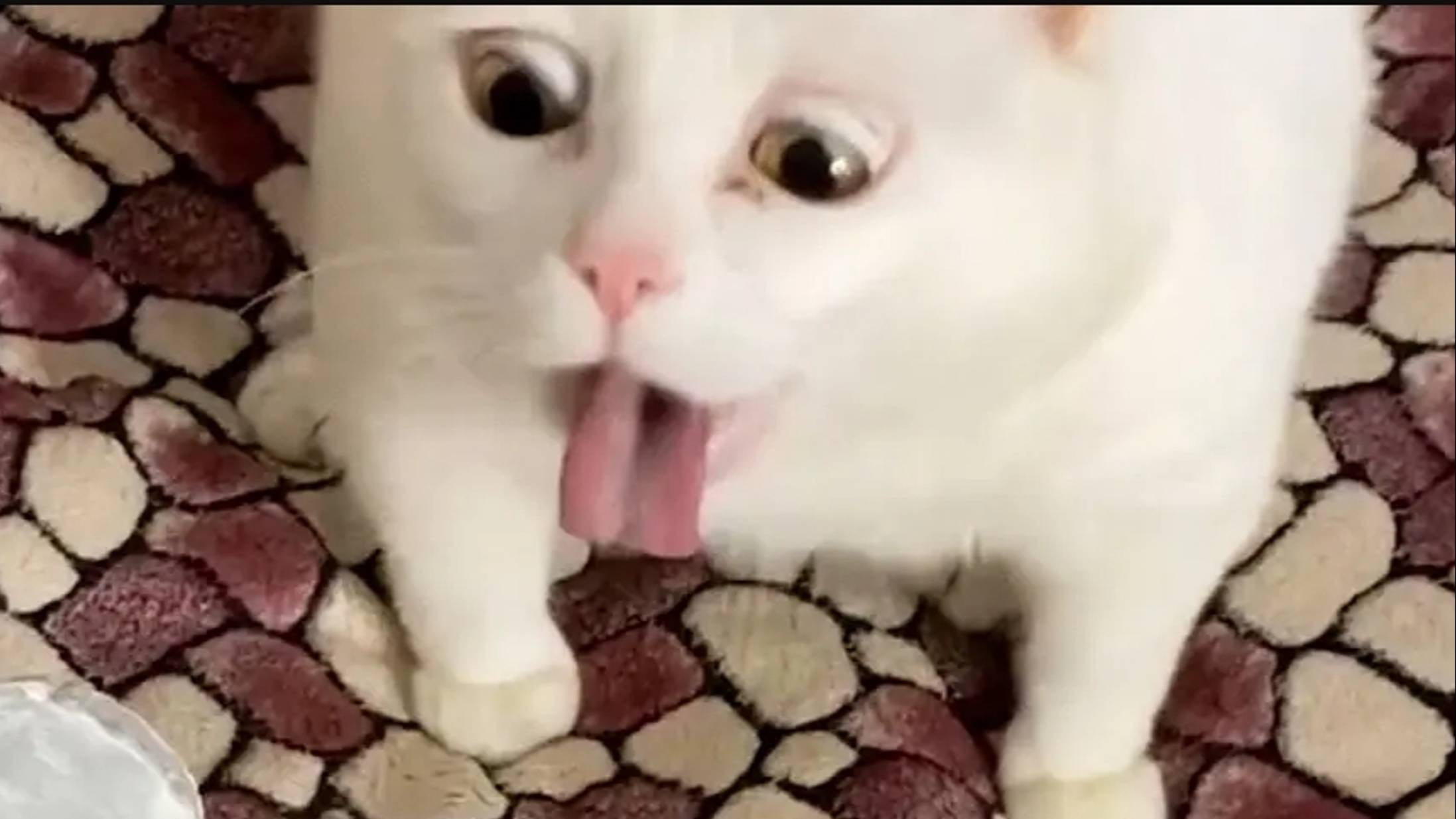 РЖАКА !СМЕШНЫЕживотные, которые заставят ВАС СМЕЯТЬСЯ ДО СЛЕЗ🤣