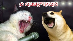 Приколы с котами! СМЕШНЫЕ КОТЫ С ОЗВУЧКОЙ 2024! Я ржал до слёз! - Смешные видео