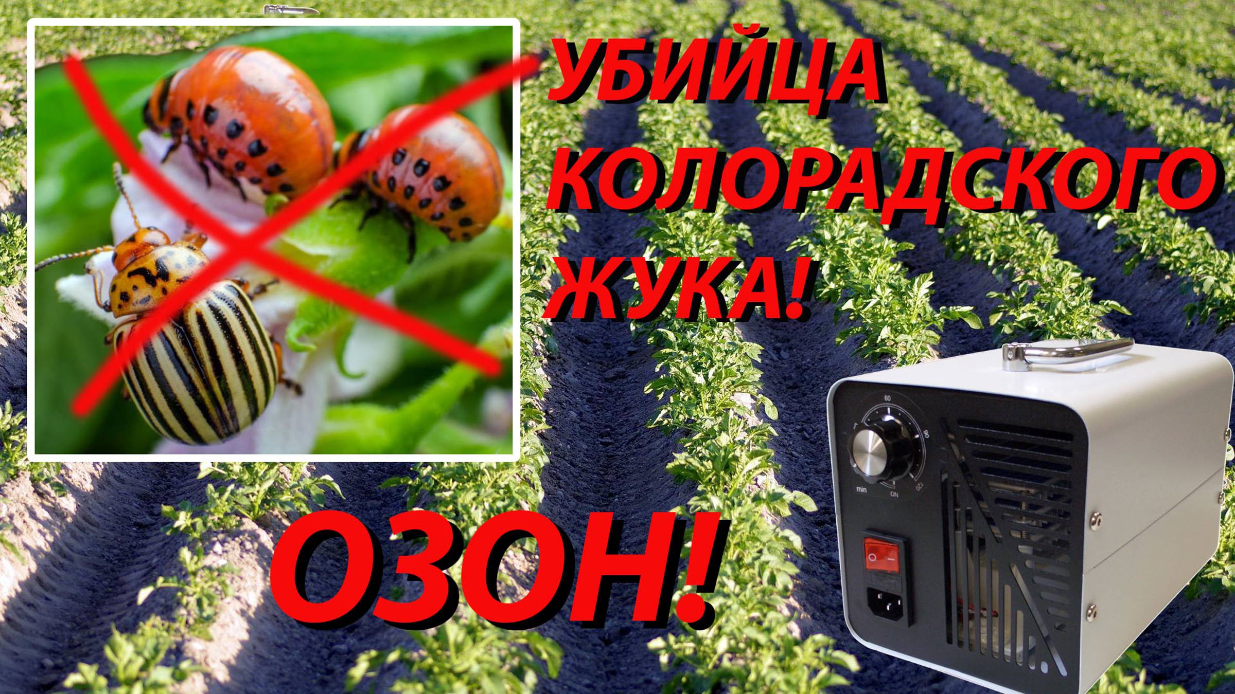 Расправляемся с колорадским жуком и его личинками с помощью генератора озона смотреть онлайн