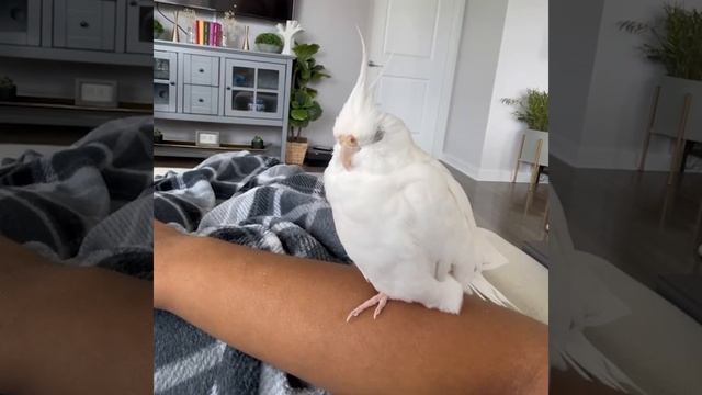 Smart And Funny Parrots Parrot Talking Videos Compilation (2022) - Cute Birds #9