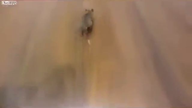 умная крыса