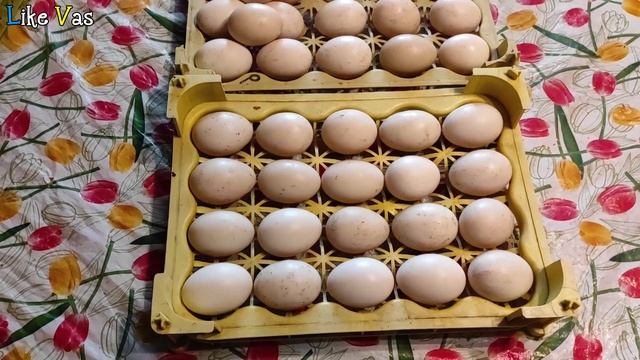 Інкубація Яєць Мускусної Качки (Індокачки/Шипуни)/Таблиця інкубації смотреть онлайн