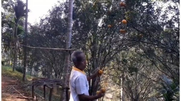 Beautiful Orange Garden 🍊 In Sonapur Markang Village Assam | Must Visit Place Near Guwahati