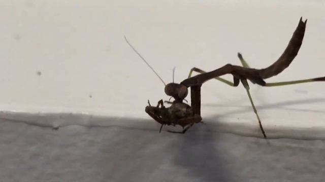 Baby Praying Mantis Eats Spider - How to Feed Baby Mantis смотреть онлайн