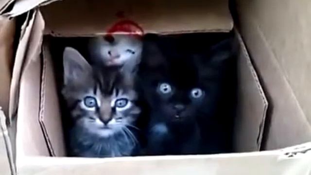 Как можно было выкинуть их на помойку? смотреть онлайн