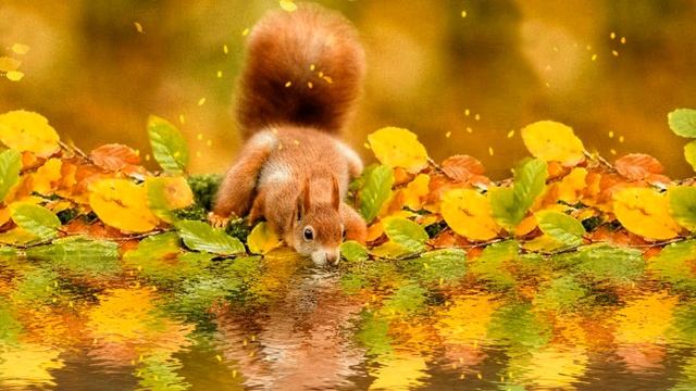 Осенний футаж. Белка пьёт воду смотреть онлайн