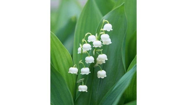 Там Нет Меня.