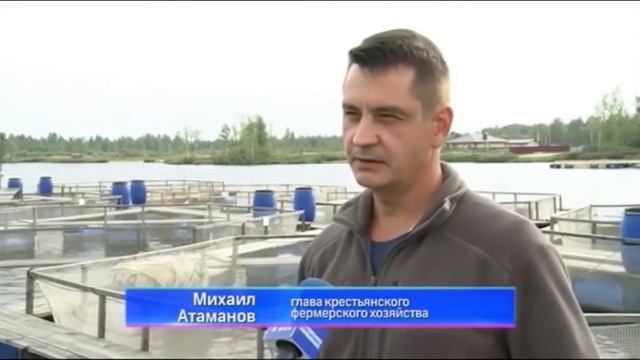 Ярославцам станет доступна форель местного производства смотреть онлайн