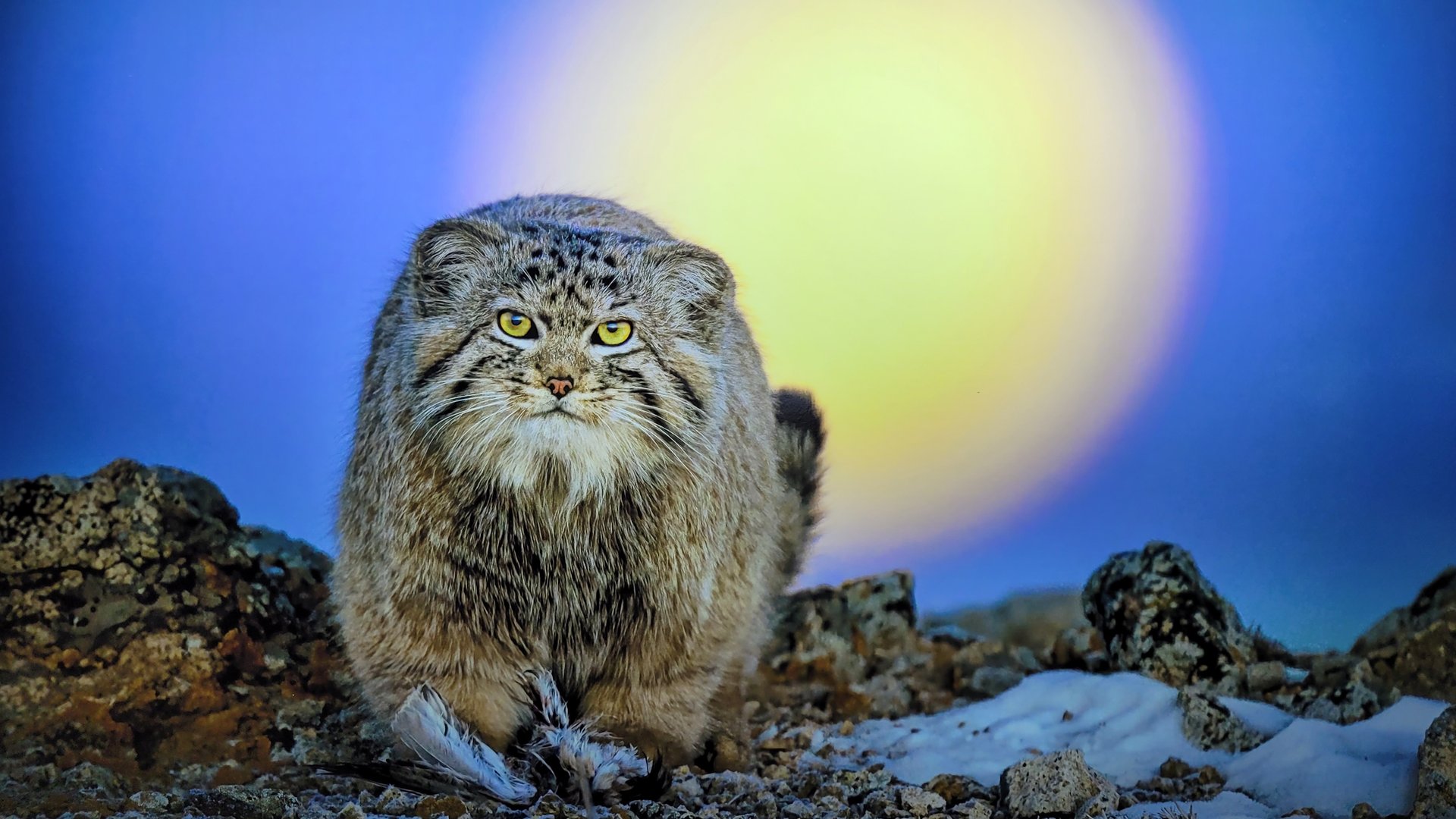 Победители фотоконкурса Золотая черепаха 2024 смотреть онлайн