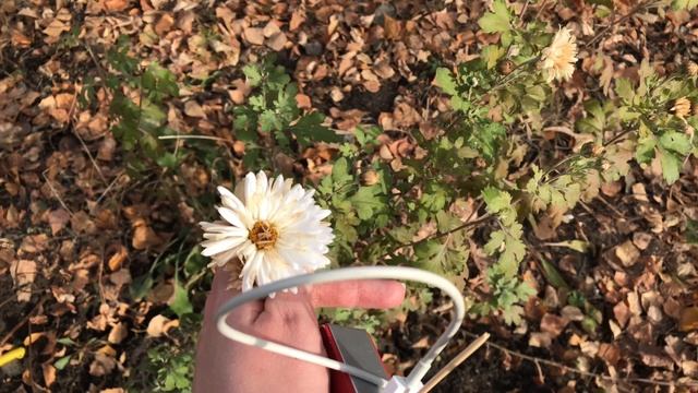 Готовлю цветник к зиме смотреть онлайн