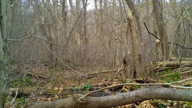 Trail Cam 18.3 смотреть онлайн