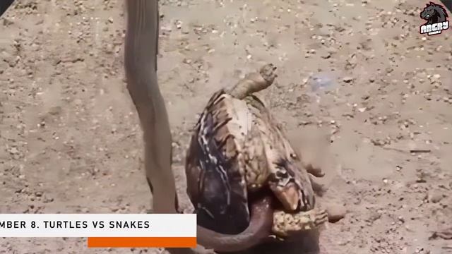 14 Times Brave Prey Animals Became Predators смотреть онлайн