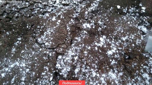 Как избавиться от муравьёв! 100% способ! Самое простое и эффективное средство от муравьёв. смотреть онлайн