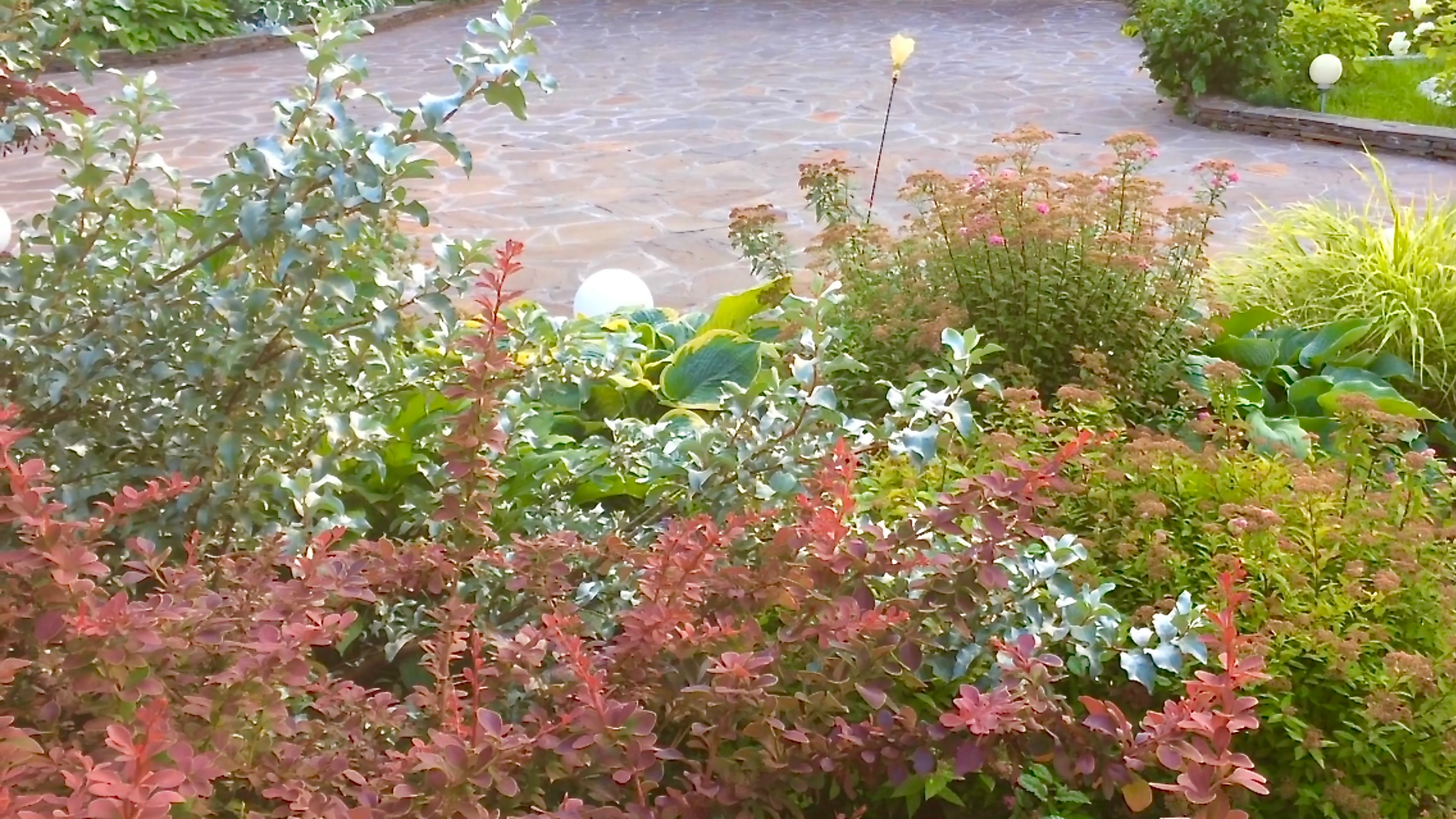 Спирея Макрофилла / хоста гигантская / многолетняя смешанная клумба. Гортензии / розы. Архив 2020г. смотреть онлайн