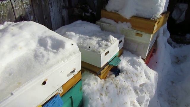 пчеловодство на ячейке 4,9 мм - часть 46, облет пчел в феврале 27.02.2024 смотреть онлайн