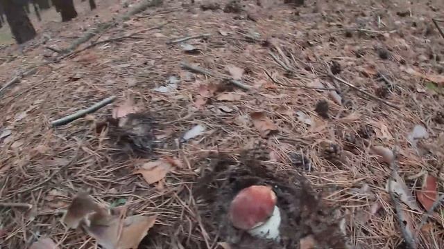 Сбор Белых Боровиков.Караканский бор.Часть 1#белыйгриб#тихаяохота