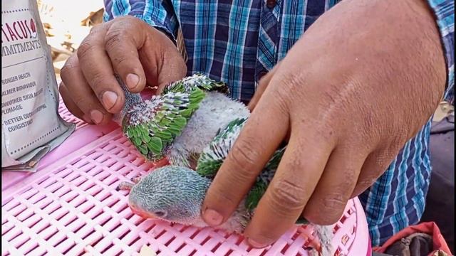 Baby Parrots, Yellow Ringneck Cockatoos & Grey Chicks at Lalukhet Birds Market смотреть онлайн
